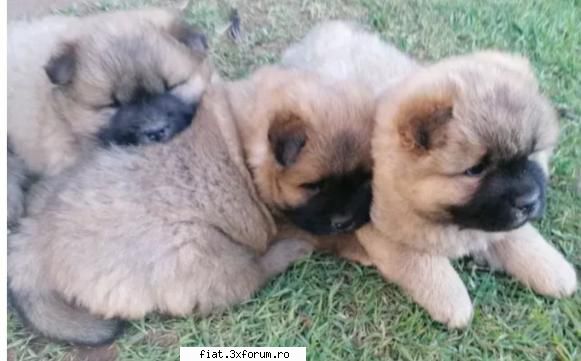 Championchowchowpuppies - As Championchowchowpuppies.com, we offer the - Club Fiat 500 & 600