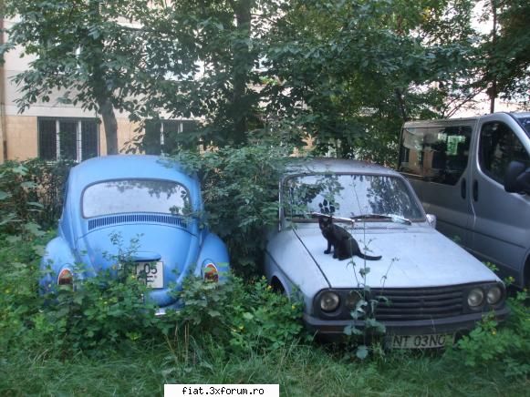 Frumuseti surprinse in trafic - Broscuta si pisica - Classic corner