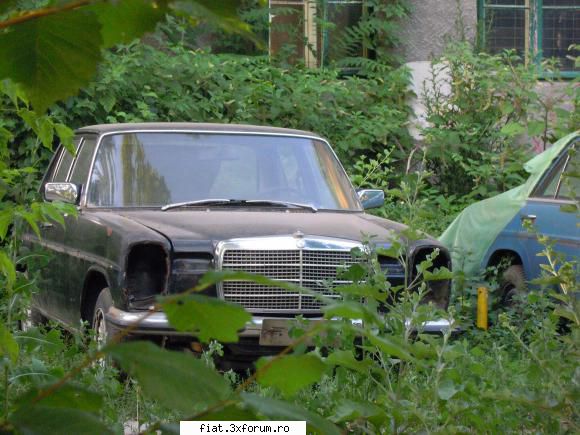 Frumuseti surprinse in trafic - Bine ar fi ca macar unul sa fie salvat - Classic corner
