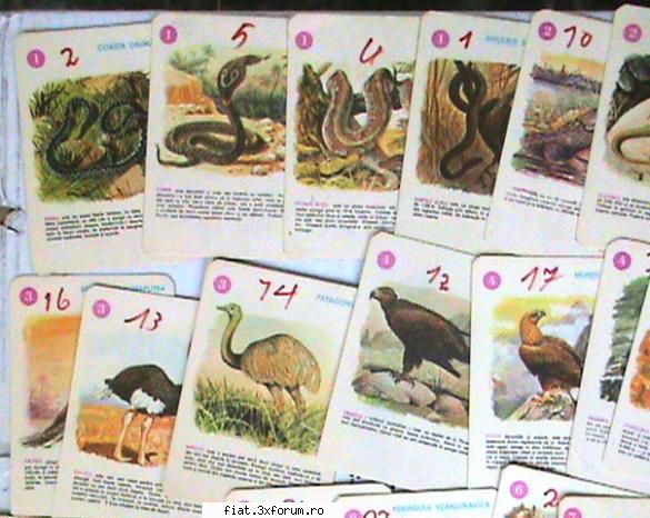 Jucarii Tabla sau Plastic (RO, DDR, USSR, Japonia, China) - Animale de pe continente - numai - Classic corner