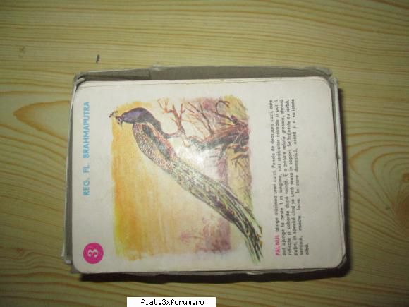 Jucarii Tabla sau Plastic (RO, DDR, USSR, Japonia, China) - Animale din continente - editia - Classic corner