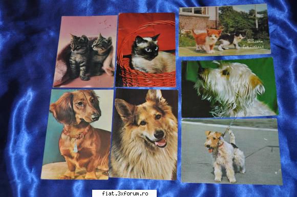 Vand Carti Postale vechi Orasele Romaniei + Multe Altele - Vederi animale (Pisici,Catei) 7 - Classic corner