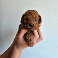homeoftoypoodles - Welcome to We breed exceptional Toy Poodles - Club Fiat 500 & 600