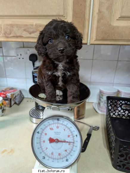 homeoftoypoodles.com/ - Welcome to We breed exceptional Toy Poodles - Bursa